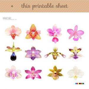 Orchids Clip Art - Flowers Images -..