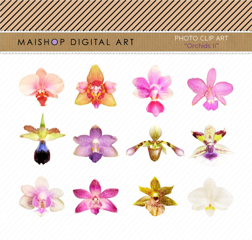 Orchids Clip Art Flowers Images Digital Collage Sheet