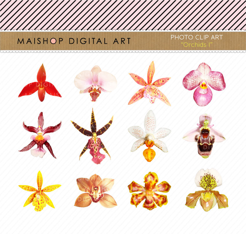 Orchids Clip Art - Flowers Clipart- Digital Collage Sheet - Orchids - INSTANT DOWNLOAD - Buy Any 2 Packs Get 1 Free